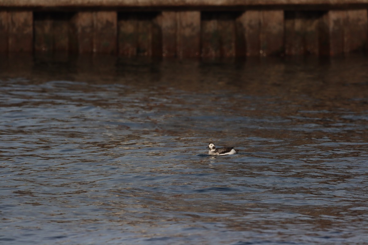 Long-tailed Duck - ML647207970