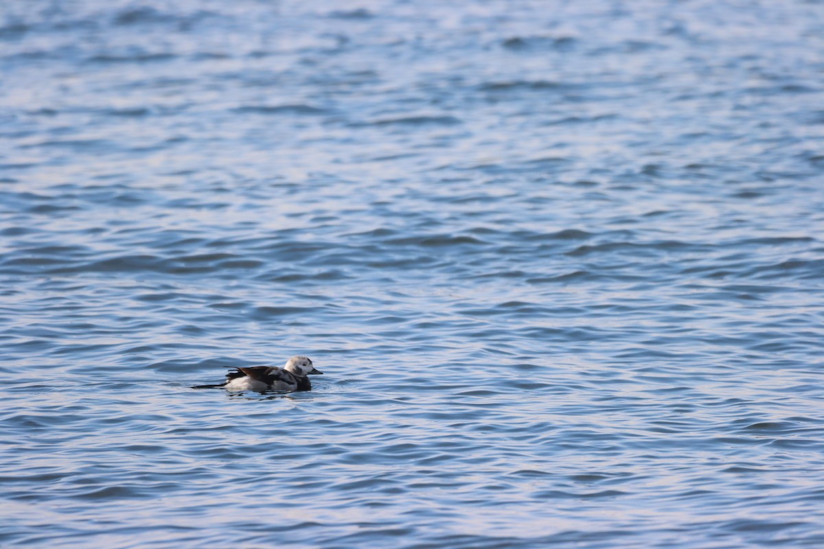 Long-tailed Duck - ML647207971