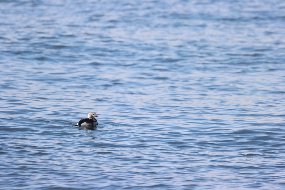 Long-tailed Duck - ML647207972