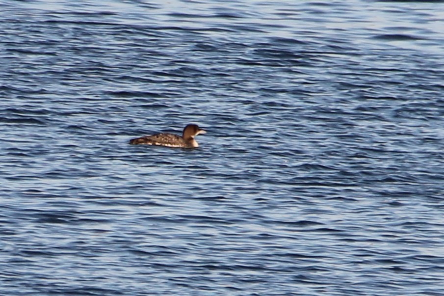 Common Loon - ML647207983