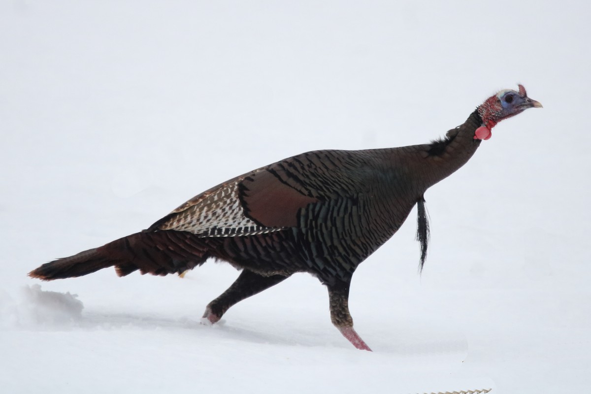 Wild Turkey - ML647207989