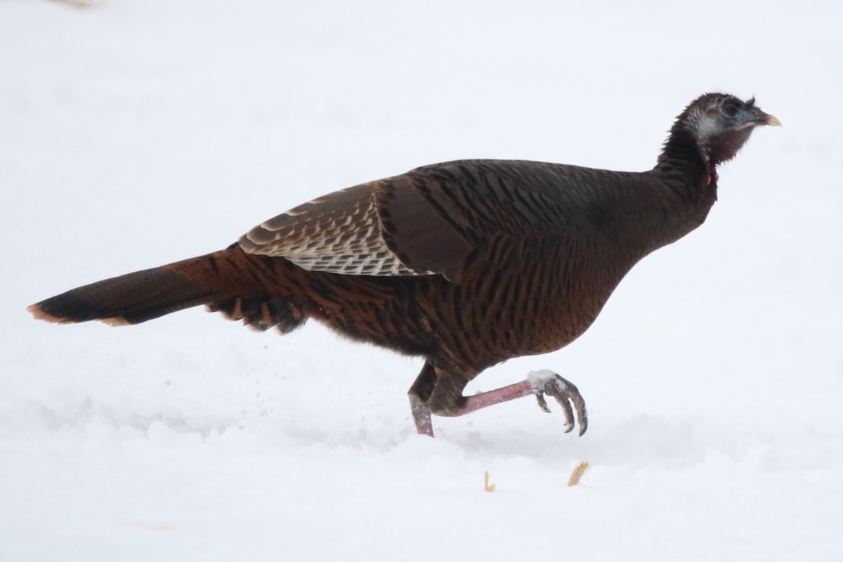 Wild Turkey - ML647207990
