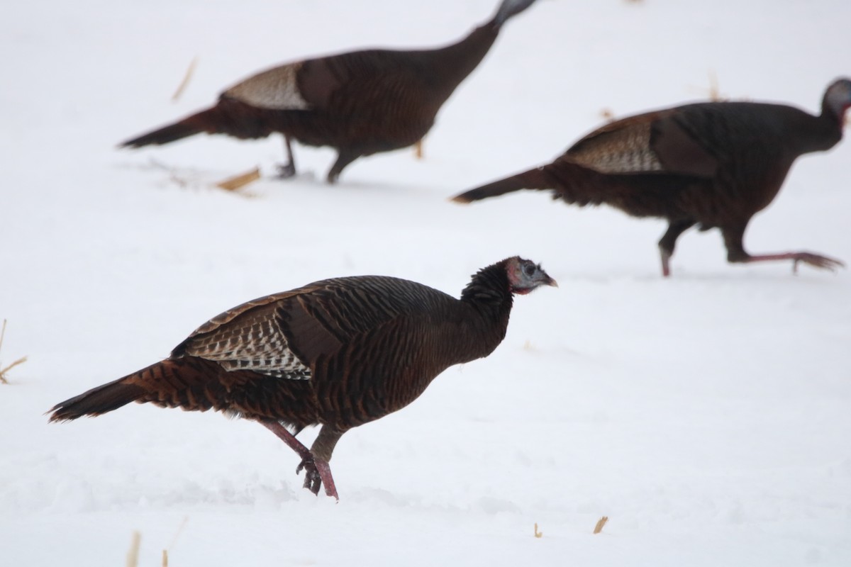 Wild Turkey - ML647207991