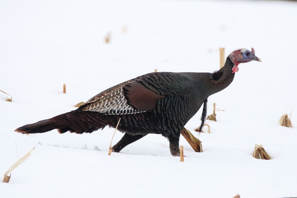 Wild Turkey - ML647207992
