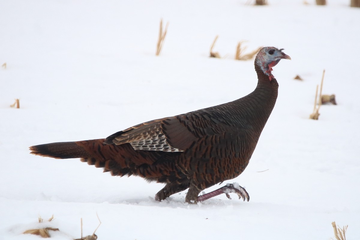 Wild Turkey - ML647207993