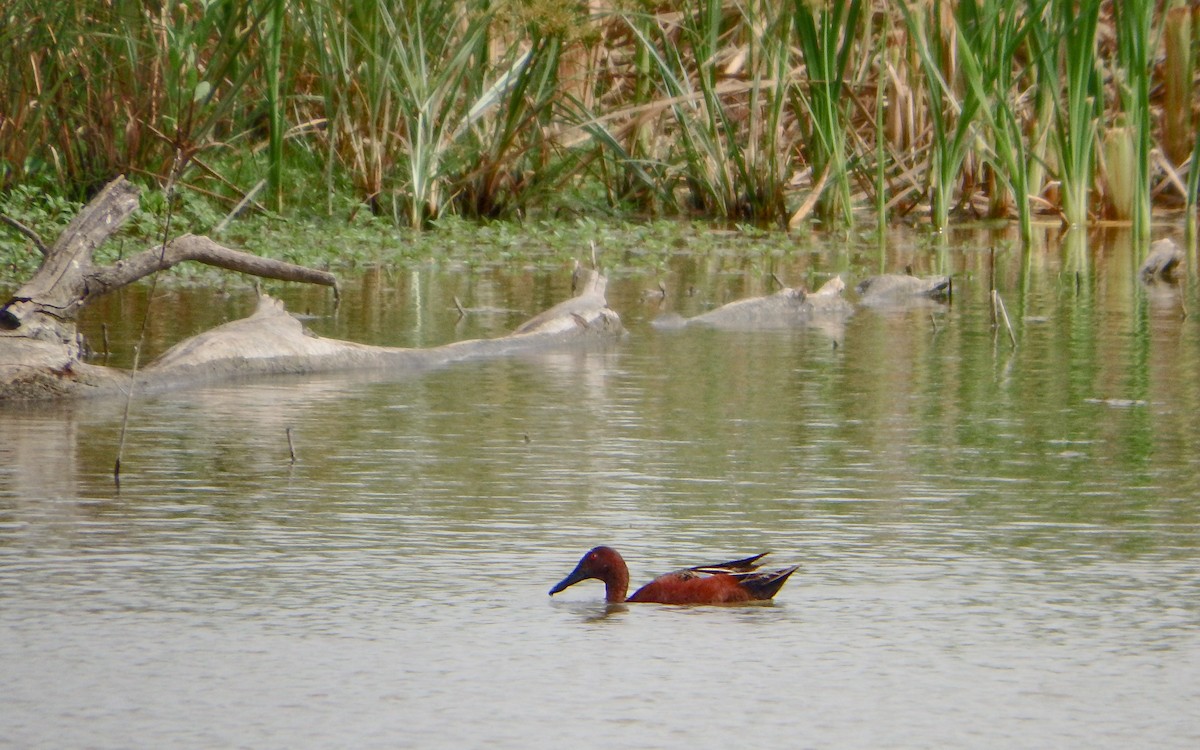 Cinnamon Teal - ML647207997