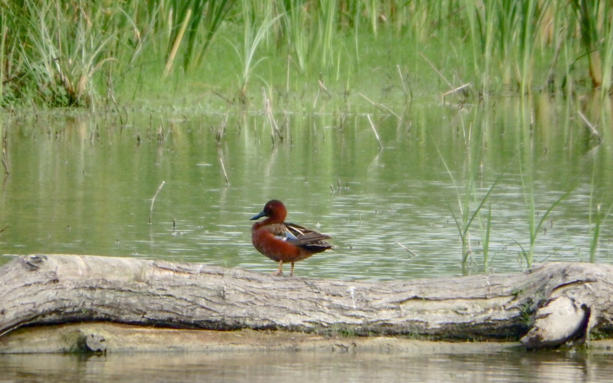 Cinnamon Teal - ML647207998