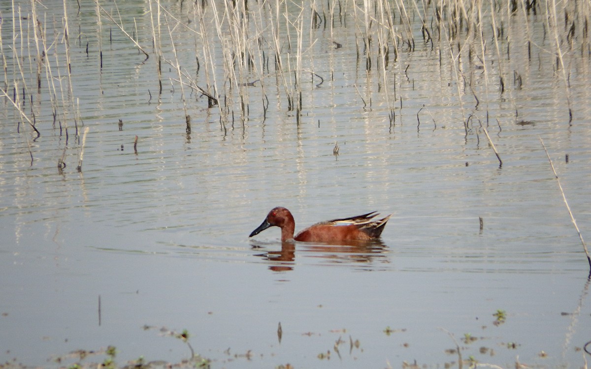 Cinnamon Teal - ML647207999