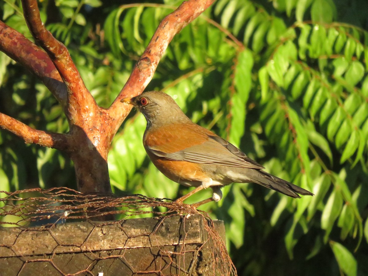 drozd rezavohřbetý - ML647208000