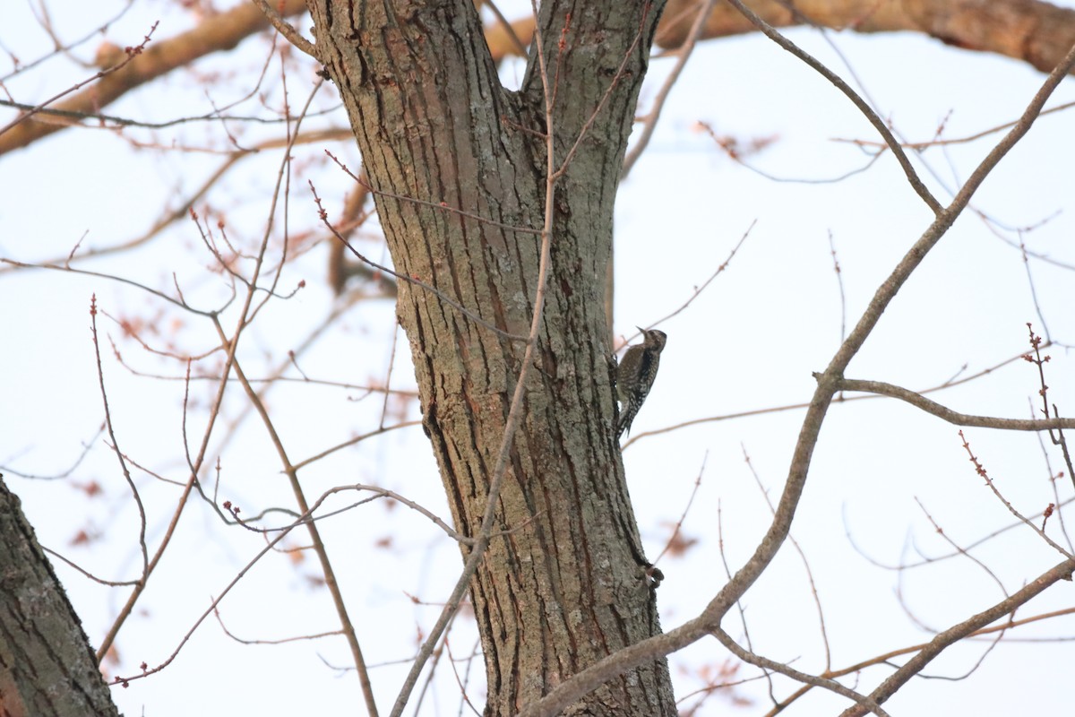 Yellow-bellied Sapsucker - ML647208001