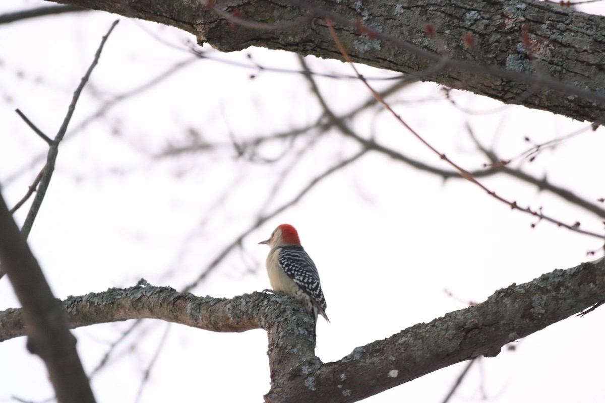 Red-bellied Woodpecker - ML647208008