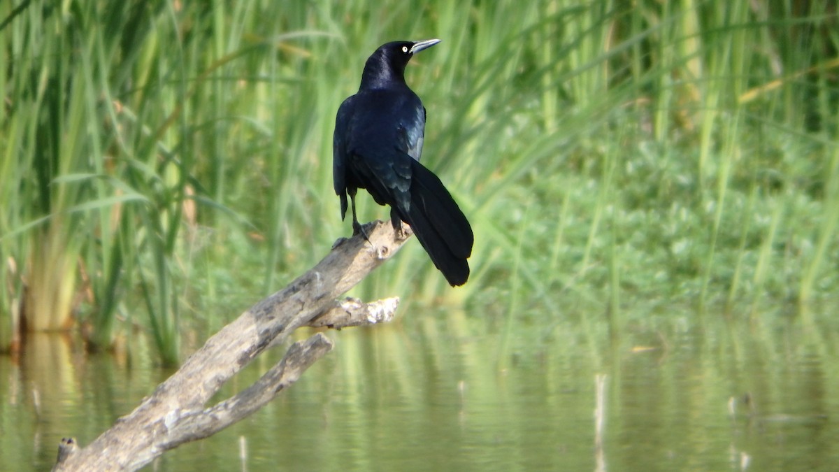 Great-tailed Grackle - ML647208009