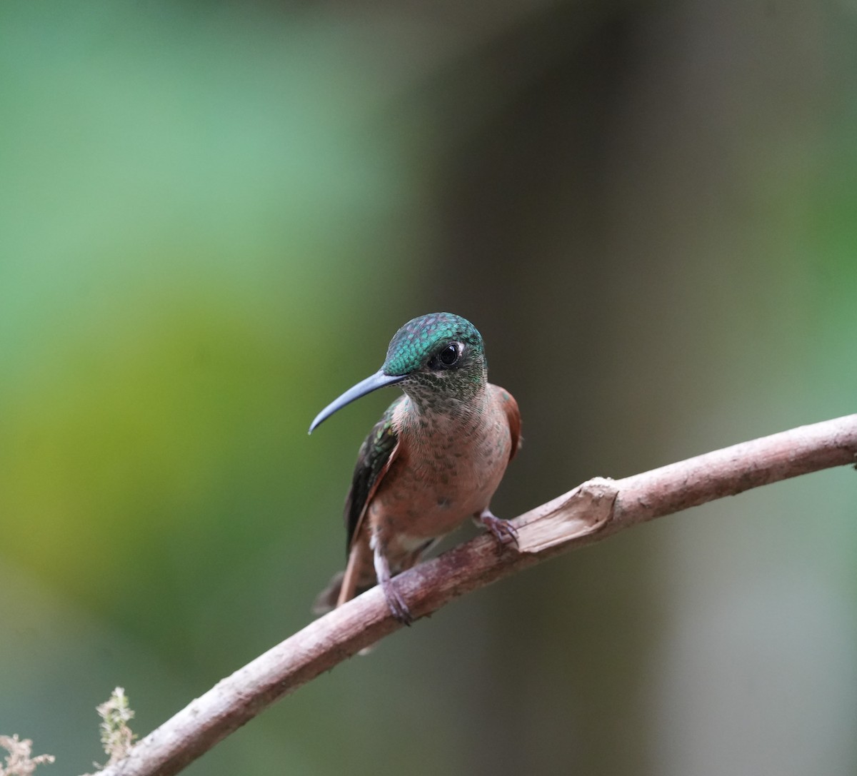Fawn-breasted Brilliant - ML647208010
