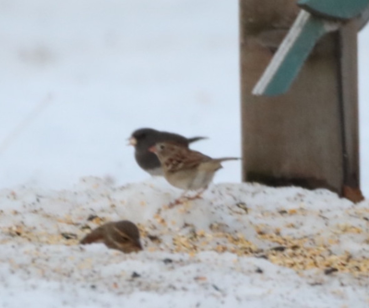 Field Sparrow - ML647208014