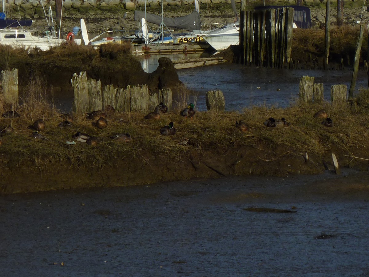 Wilson's Snipe - ML647208015