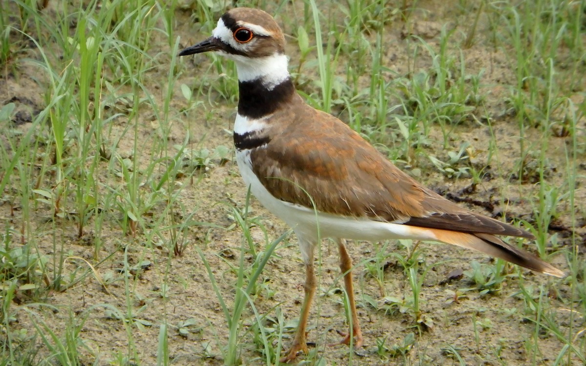 Killdeer - ML647208018