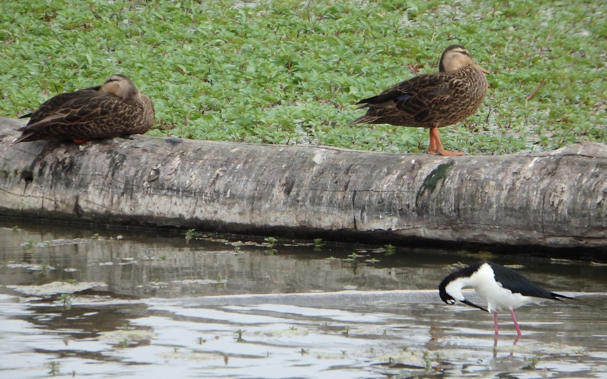 Mottled Duck - ML647208020