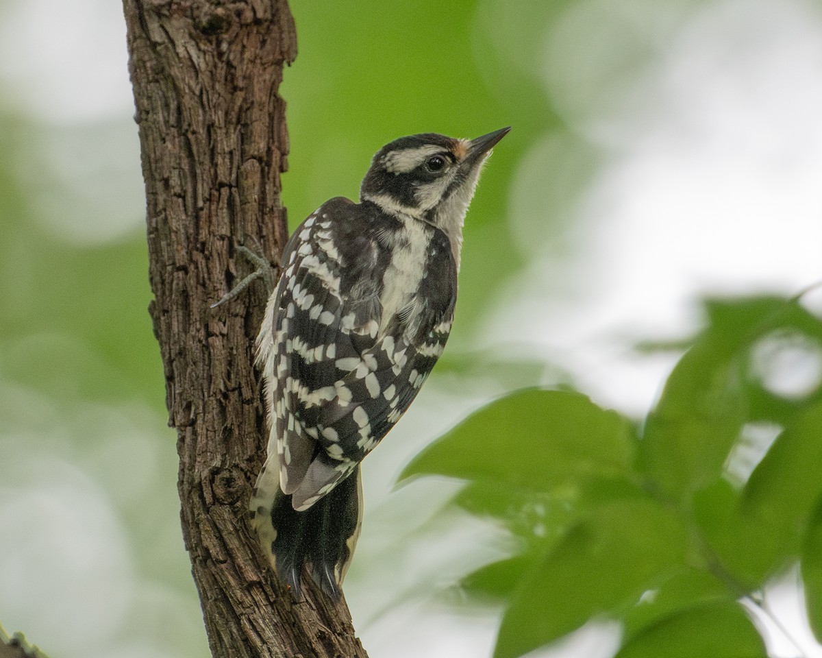 Downy Woodpecker - ML647208021