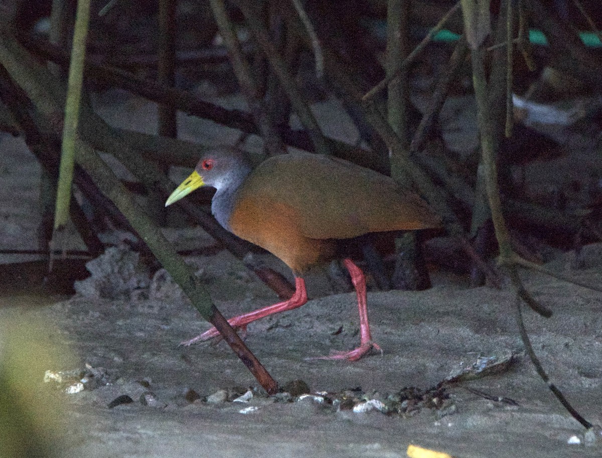Gray-cowled Wood-Rail - ML647208022