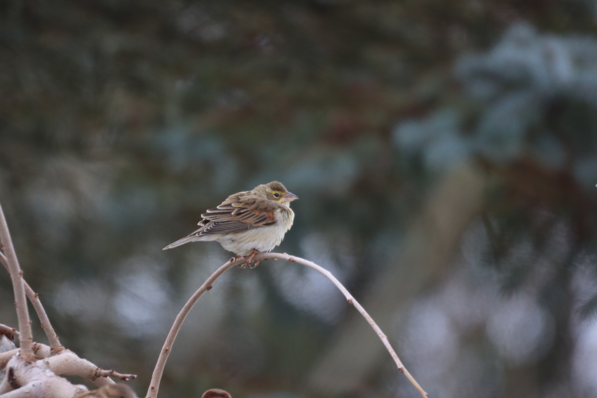 Dickcissel - ML647208023