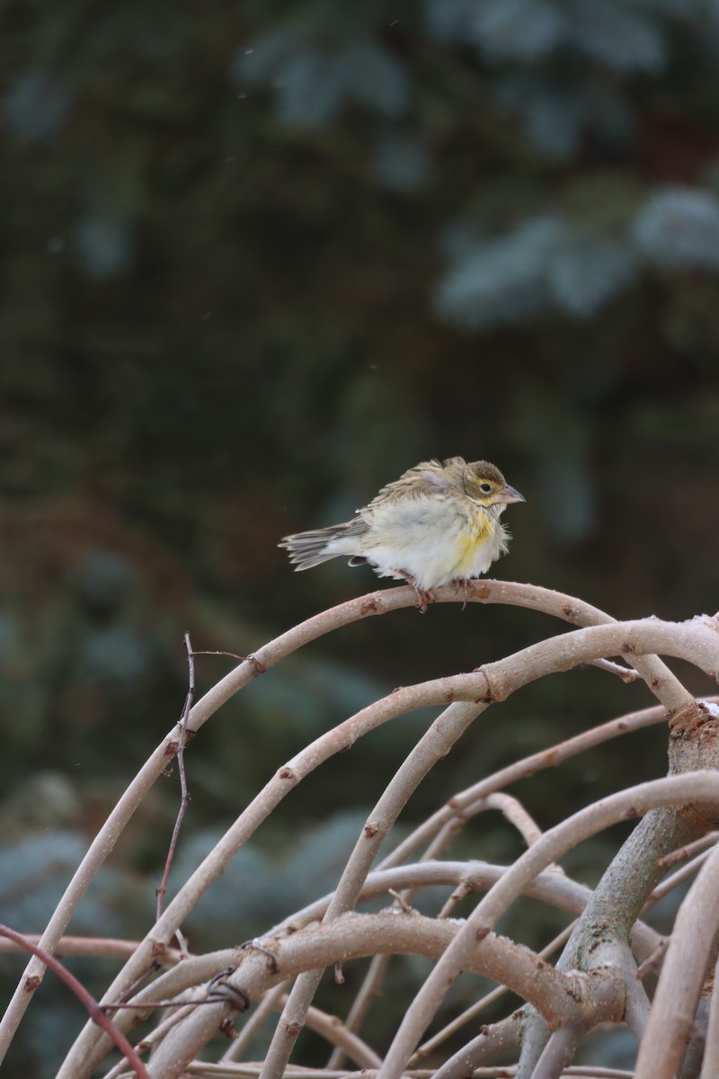 Dickcissel - ML647208024