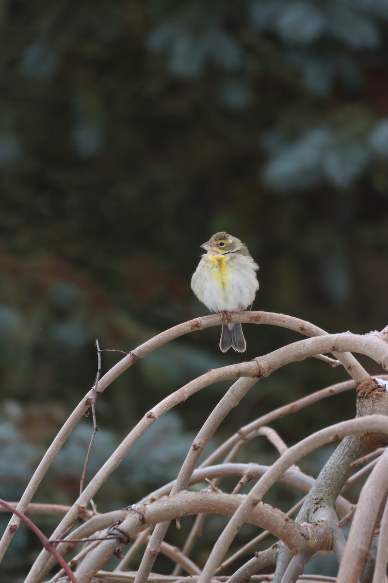 Dickcissel - ML647208025