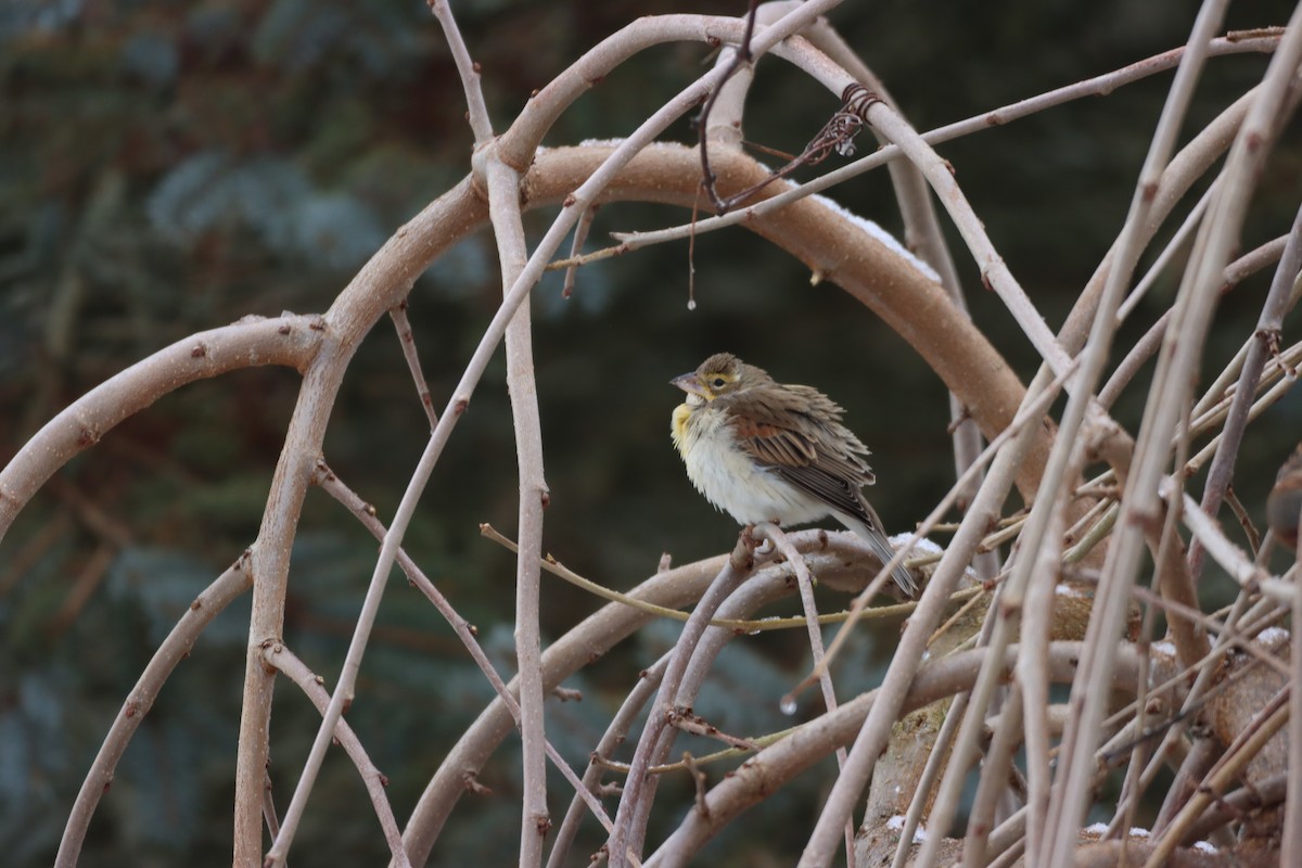 Dickcissel - ML647208026
