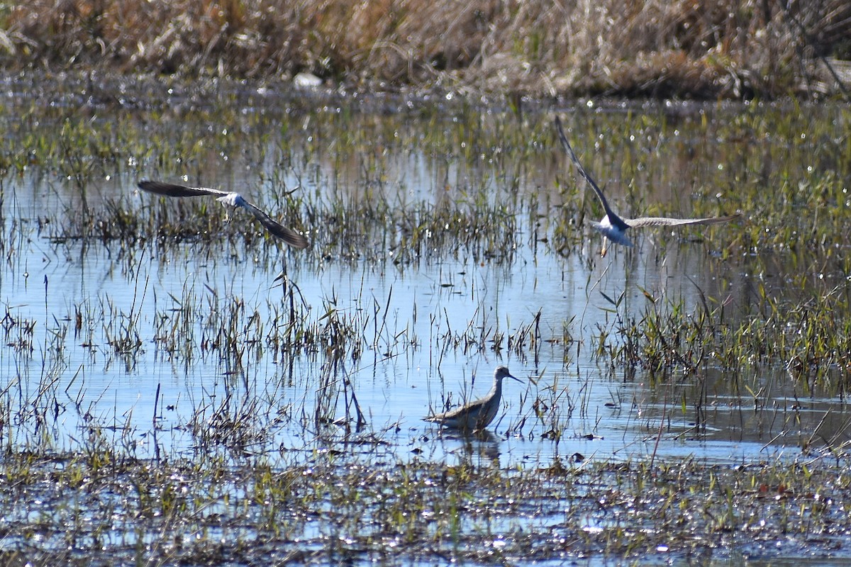 plystresnipe - ML647208028