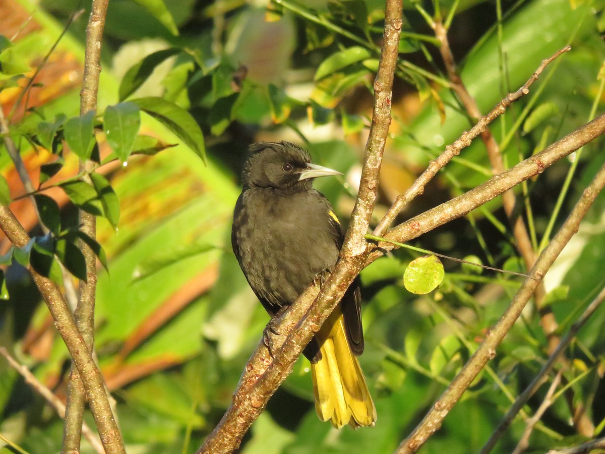 gulvingekasik - ML647208033