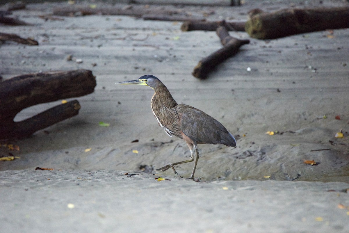 gråkinntigerhegre - ML647208034