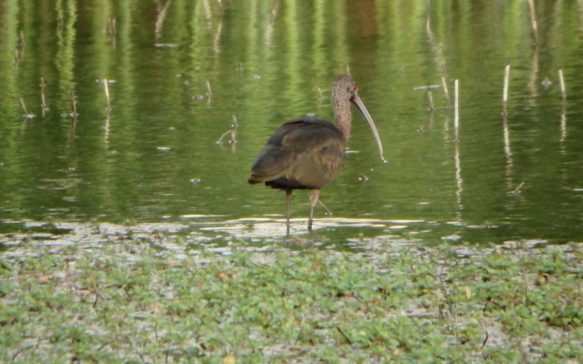 White-faced Ibis - ML647208035