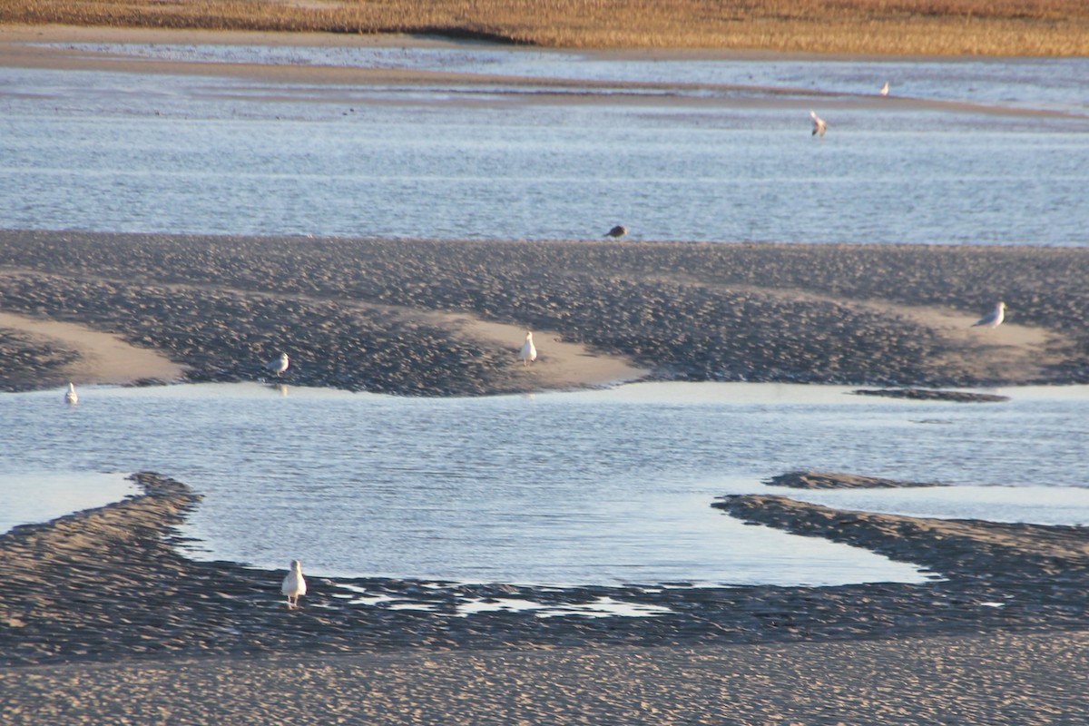 ub. måke (Larinae sp.) - ML647208036
