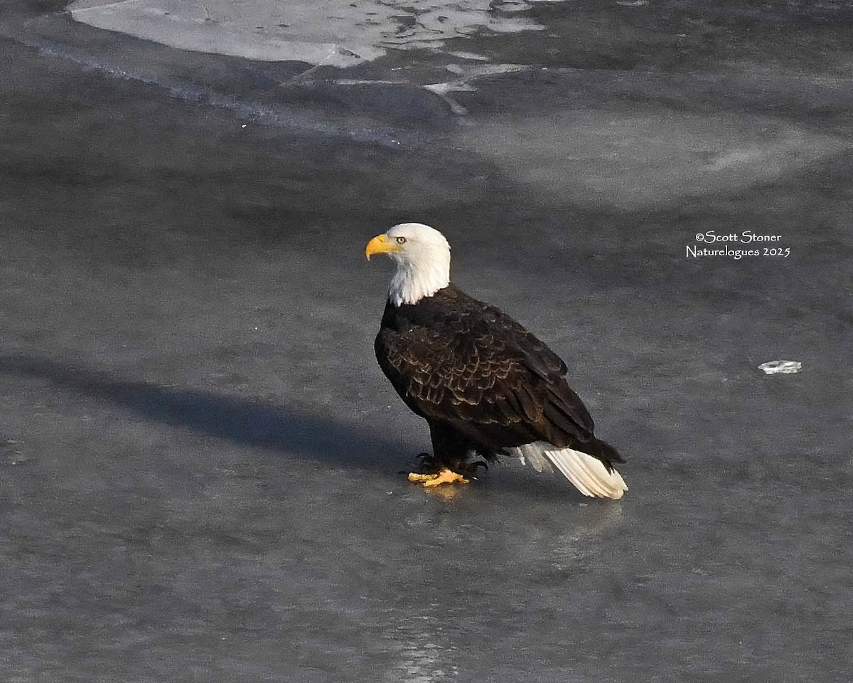 hvithodehavørn - ML647208037