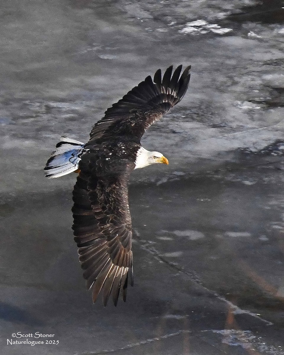 hvithodehavørn - ML647208038