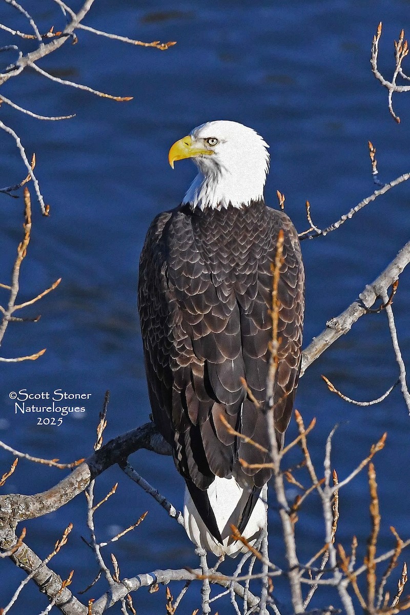 hvithodehavørn - ML647208039