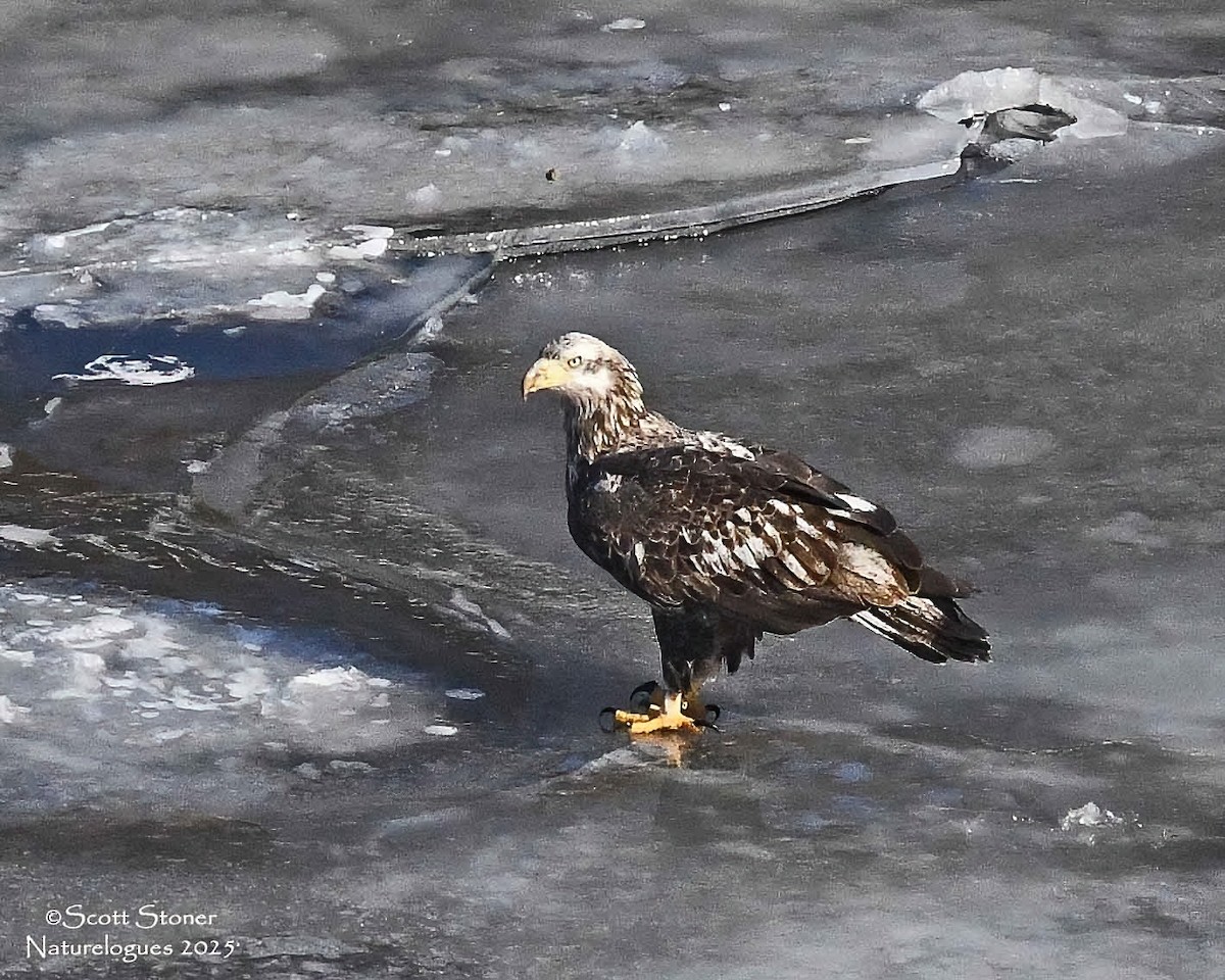 hvithodehavørn - ML647208040