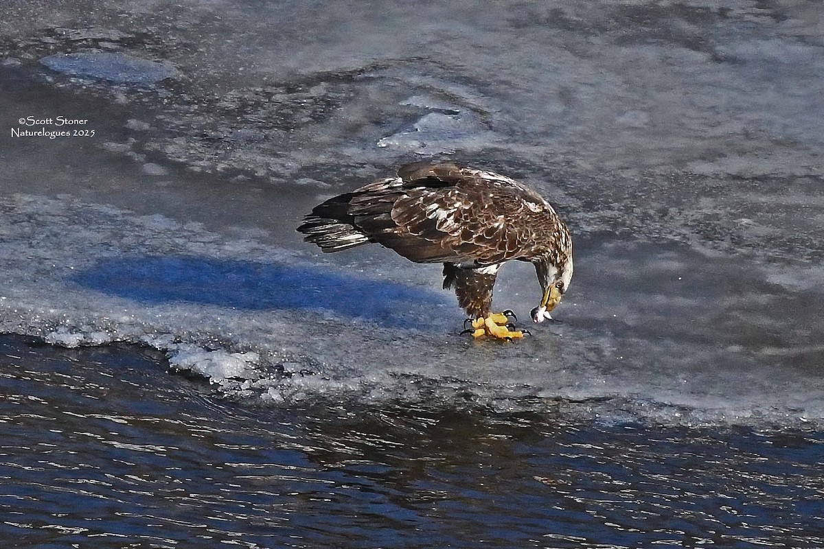 hvithodehavørn - ML647208041