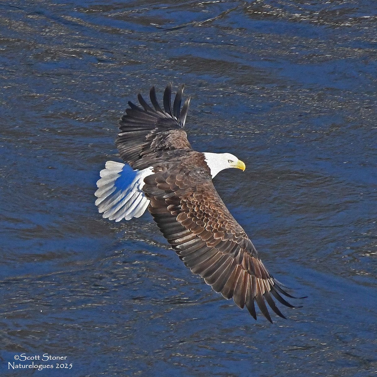 hvithodehavørn - ML647208042