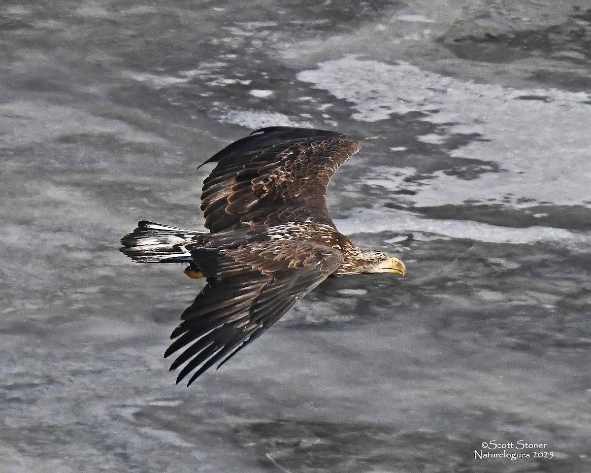 hvithodehavørn - ML647208044