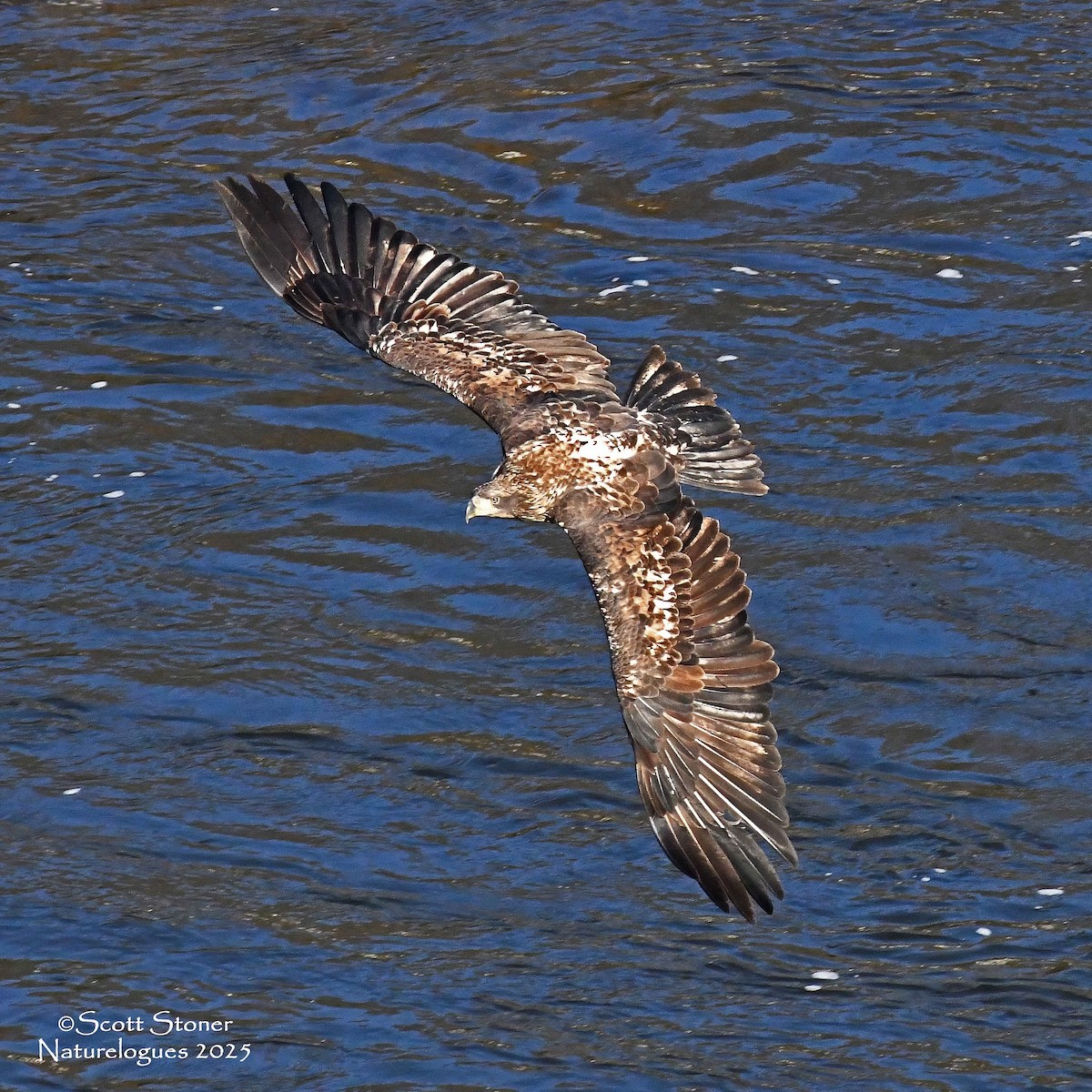 hvithodehavørn - ML647208045