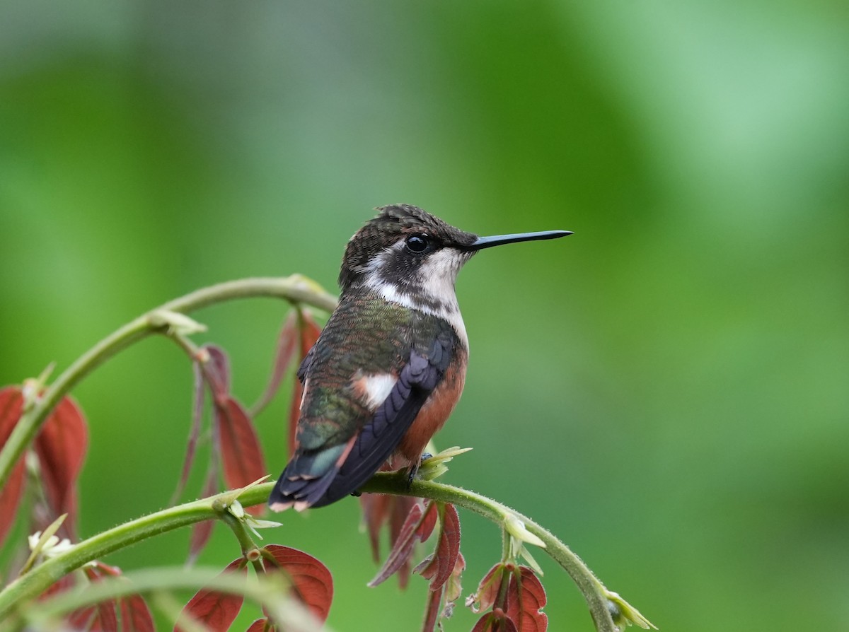 purpurkolibri - ML647208047