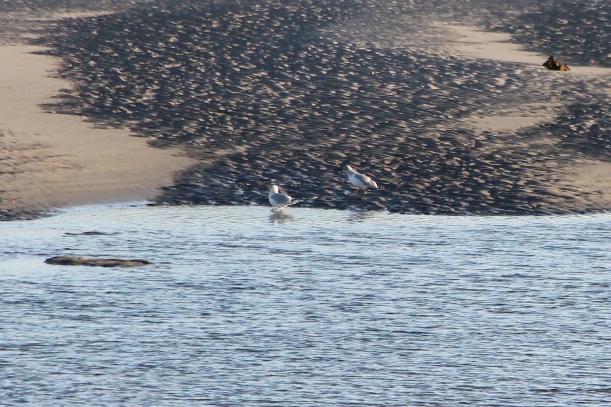 ub. måke (Larinae sp.) - ML647208048