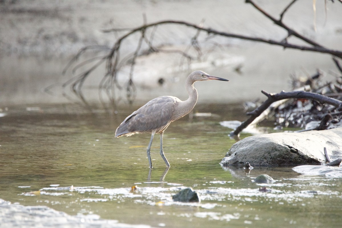 dansehegre - ML647208049