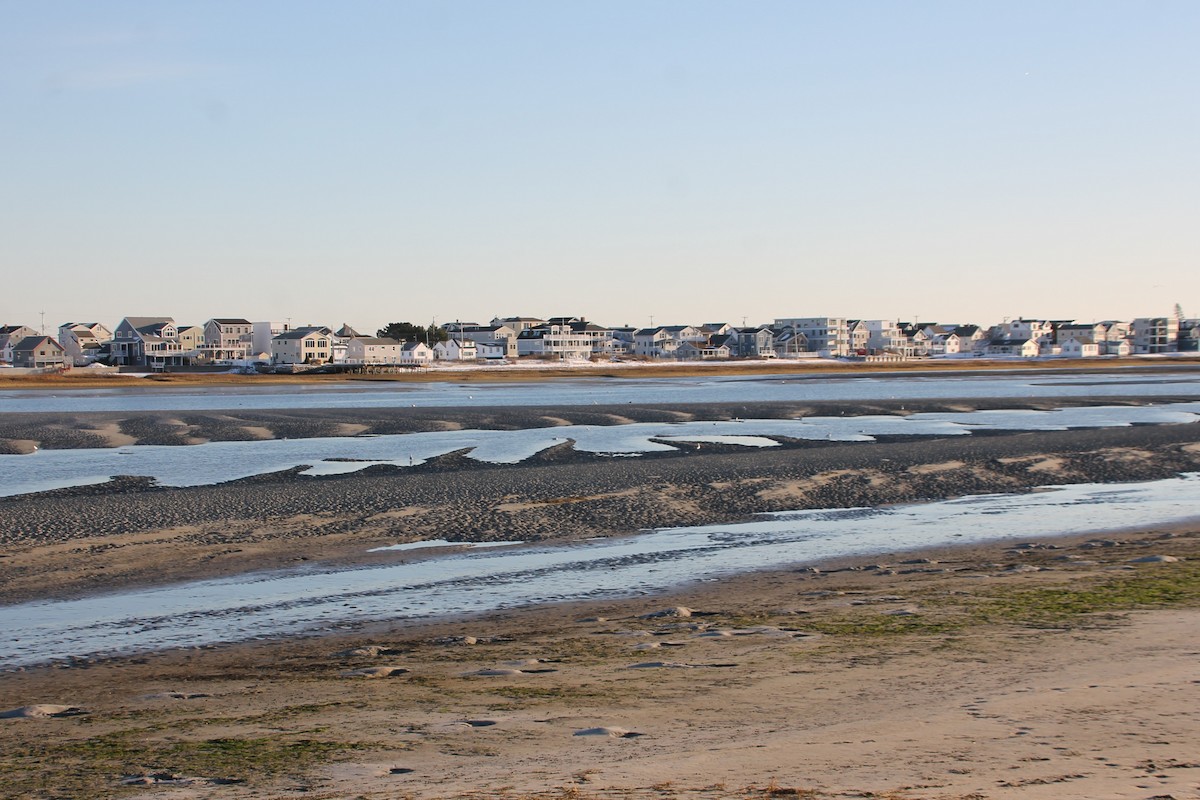 ub. måke (Larinae sp.) - ML647208051