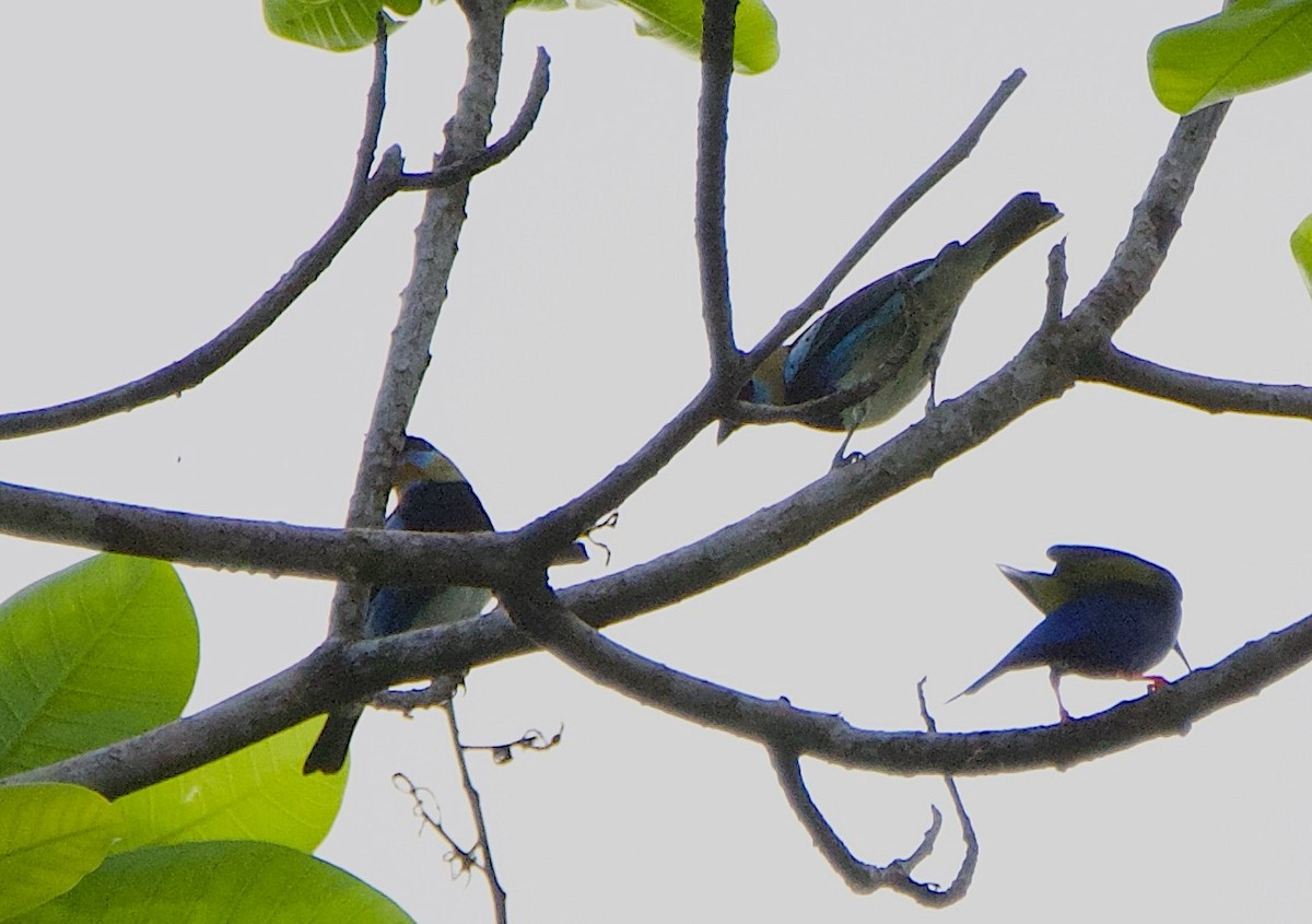 gullhettetanagar - ML647208058