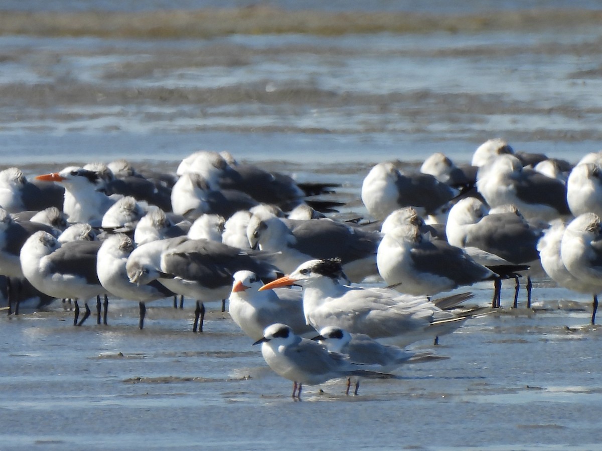 prærieterne - ML647208062