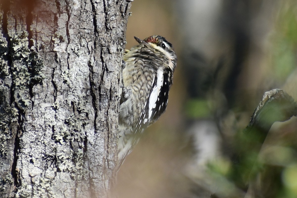 kanadasevjespett - ML647208068