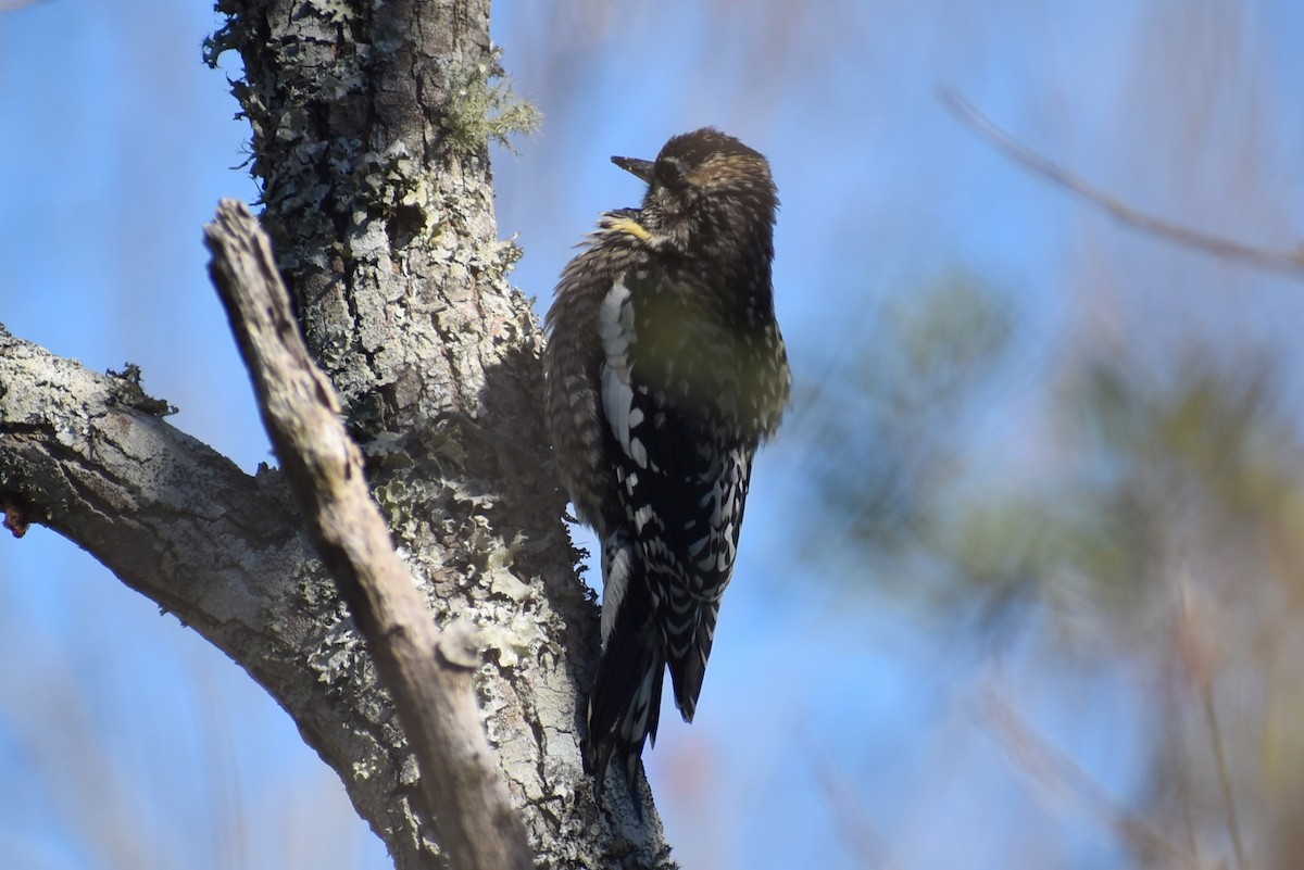 kanadasevjespett - ML647208071