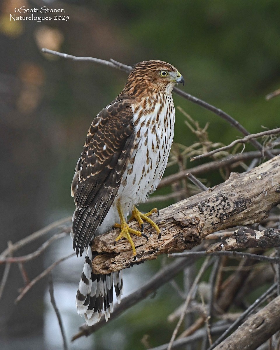 trostehauk - ML647208073