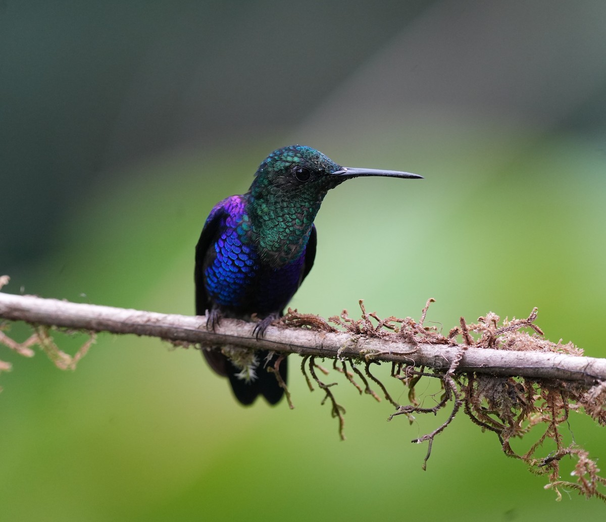 glansdryade - ML647208074